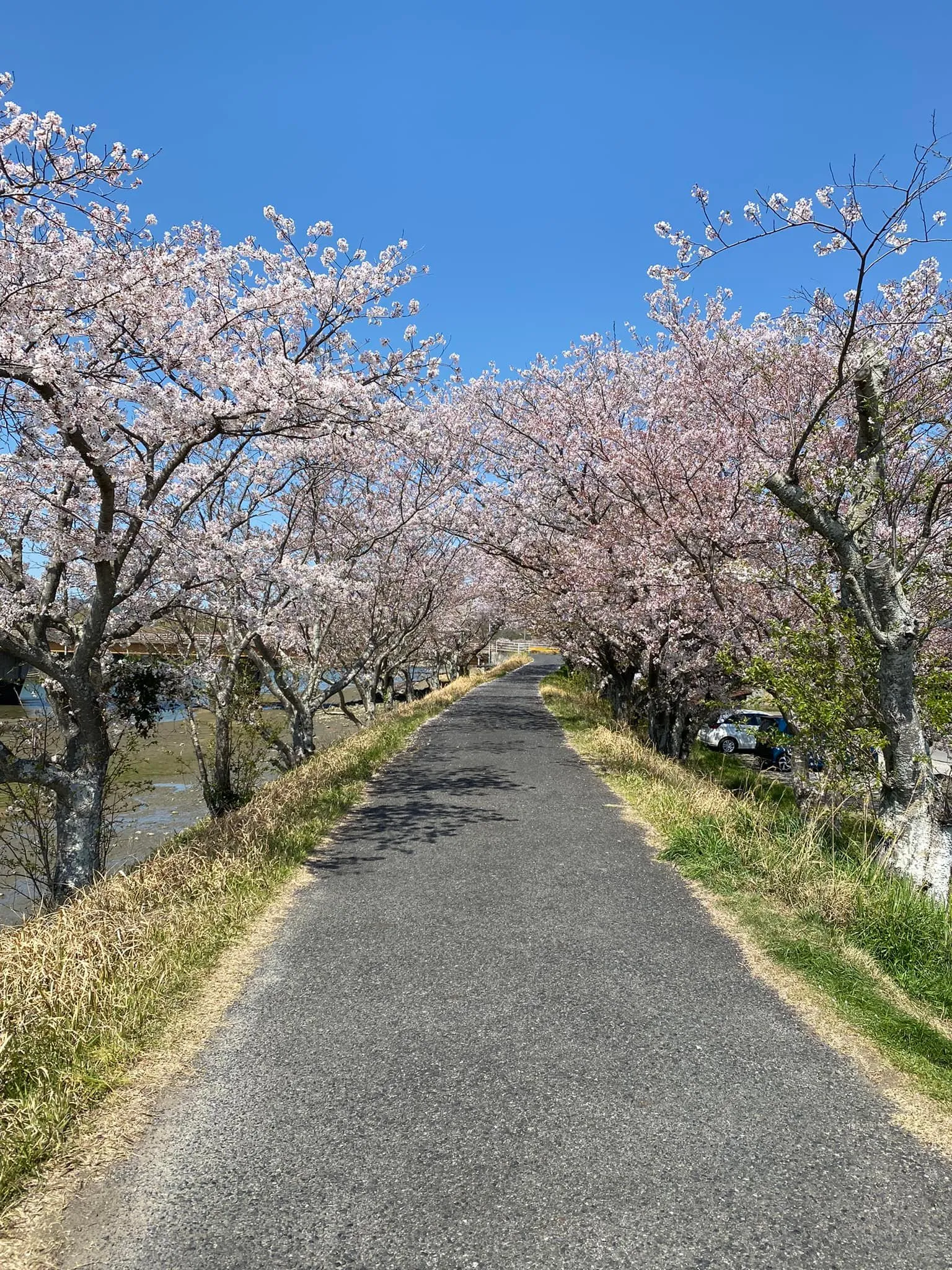 仕事の合間に毎年恒例の場所へ桜を見に行けました。