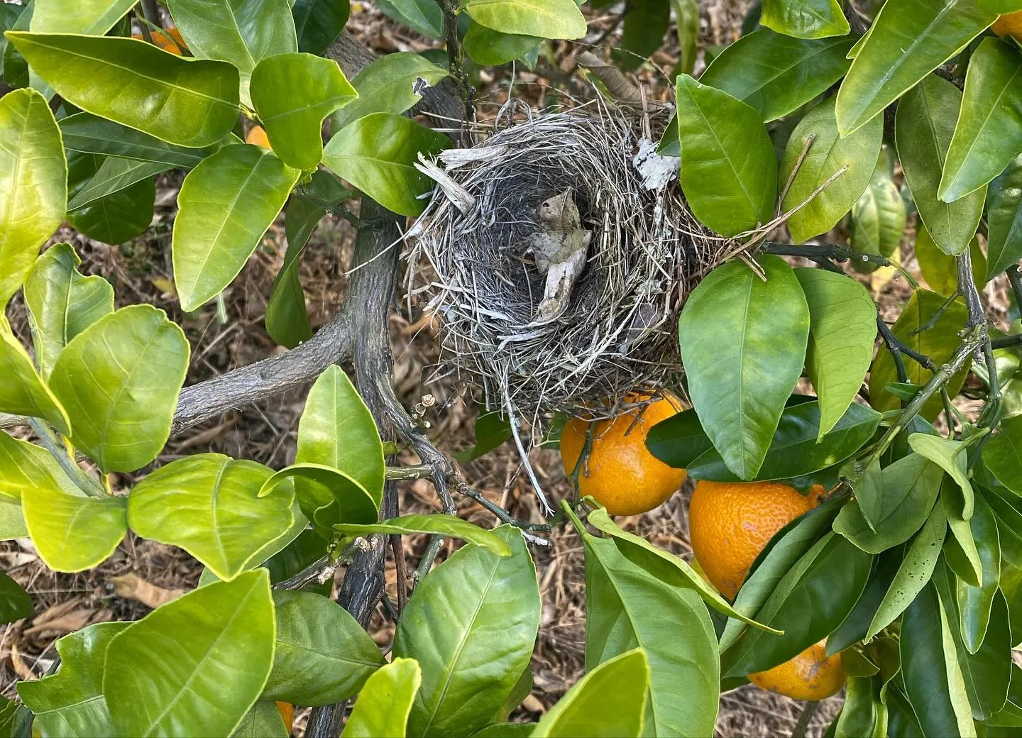 【みかん🍊狩】