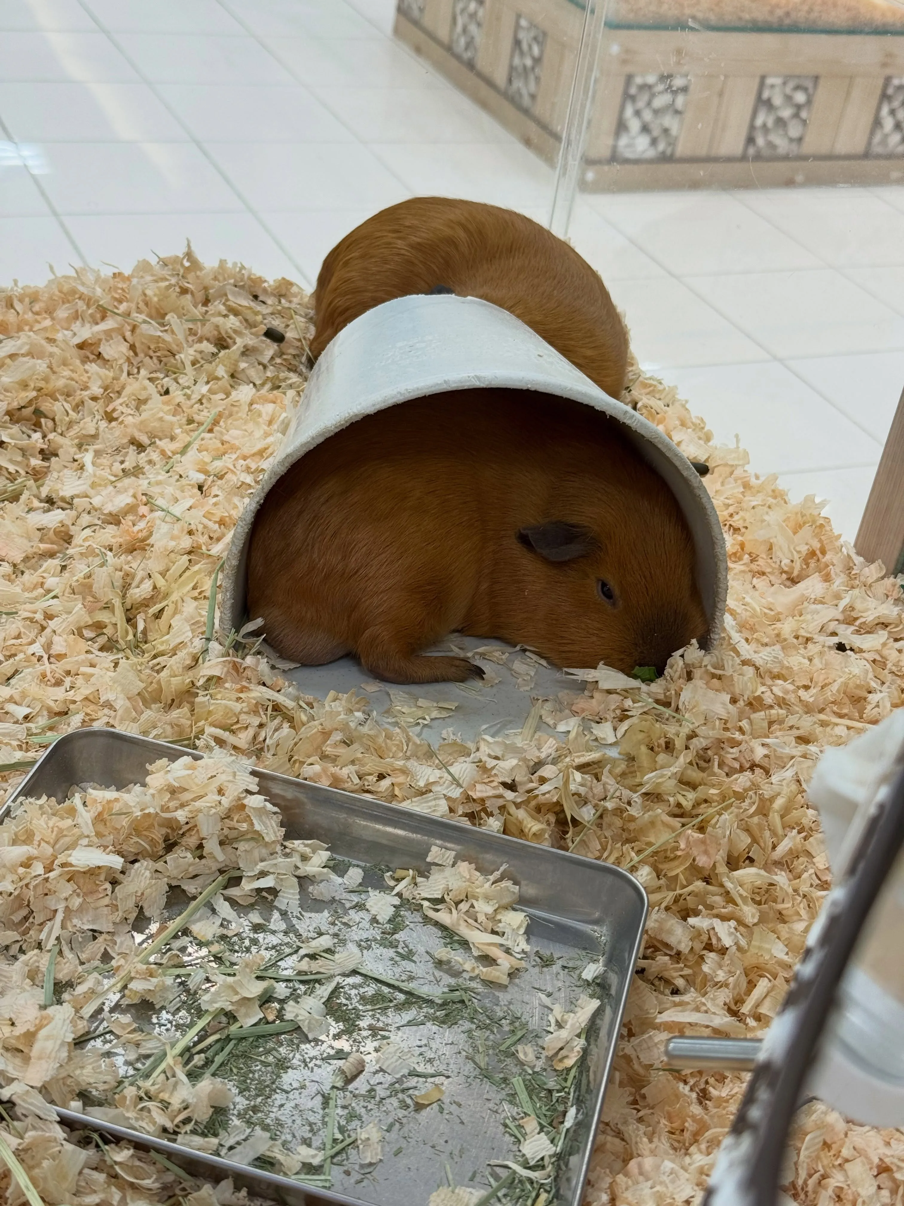 【糖化する〜🥲】